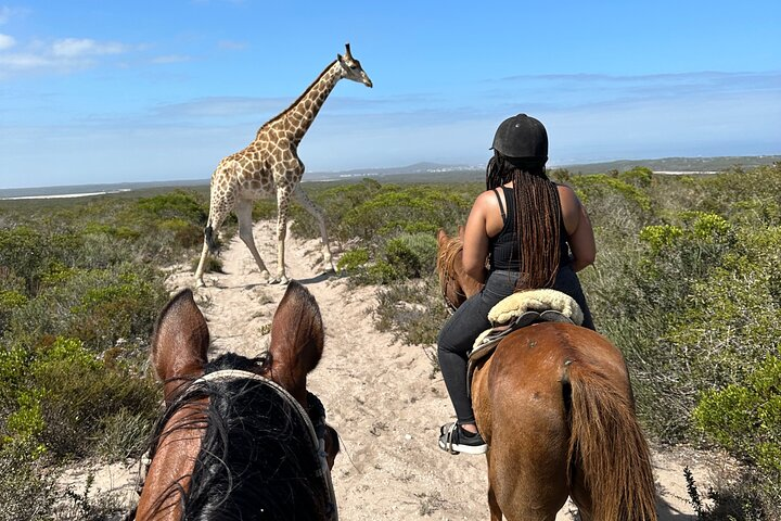 Experience a unique horse safari along the West Coast where nature's beauty meets opportunities for connection and adventure. Encounter wildlife against stunning coastal views and diverse landscapes.